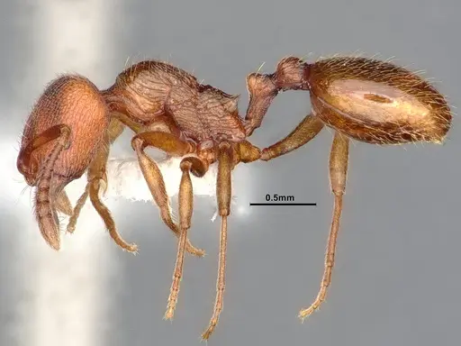 Stenamma heathi specimen CASENT0885523 image casent0885523_3