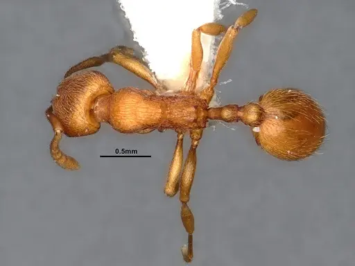 Stenamma heathi specimen CASENT4031360 image casent4031360_1