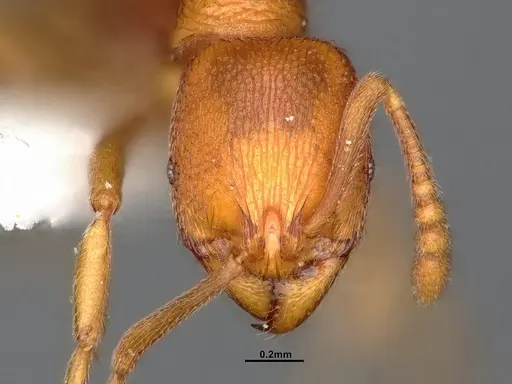 Stenamma heathi specimen CASENT4031360 image casent4031360_2