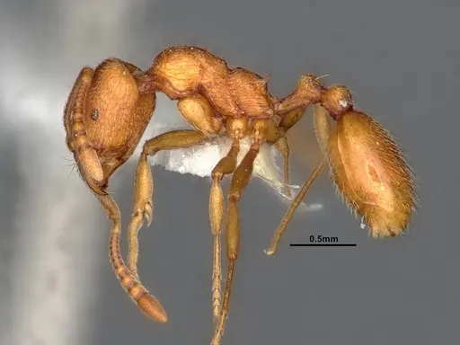 Stenamma heathi specimen CASENT4031360 image casent4031360_3