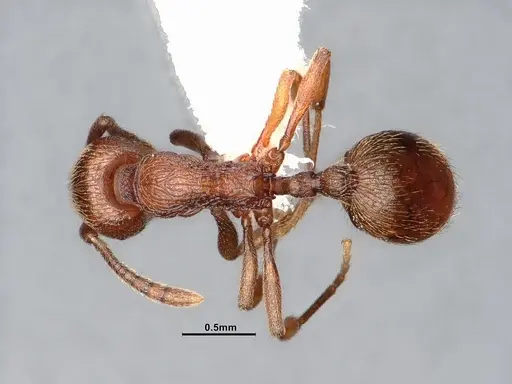 Stenamma heathi specimen CASENT4031374 image casent4031374_1