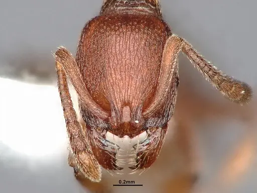 Stenamma heathi specimen CASENT4031374 image casent4031374_3