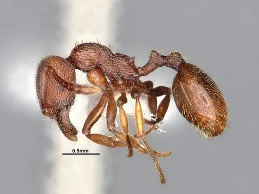 Stenamma heathi specimen CASENT4031374 image casent4031374_4