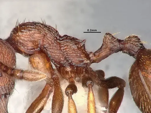 Stenamma heathi specimen CASENT4031374 image casent4031374_5