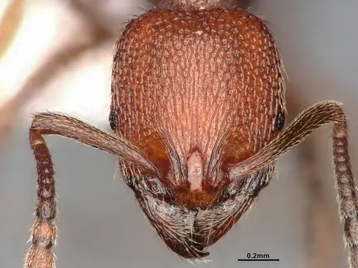 Stenamma heathi specimen CASENT4031375 image casent4031375_3