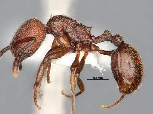 Stenamma heathi specimen CASENT4031375 image casent4031375_4
