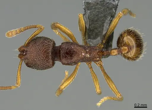 Stenamma hojarasca specimen CASENT0622124 image casent0622124_1