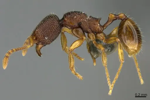 Stenamma hojarasca specimen CASENT0622124 image casent0622124_3