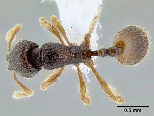 Stenamma hojarasca specimen CASENT0622132 image casent0622132_1