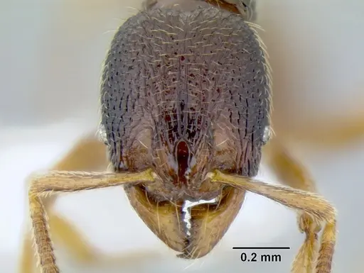 Stenamma hojarasca specimen CASENT0622132 image casent0622132_2