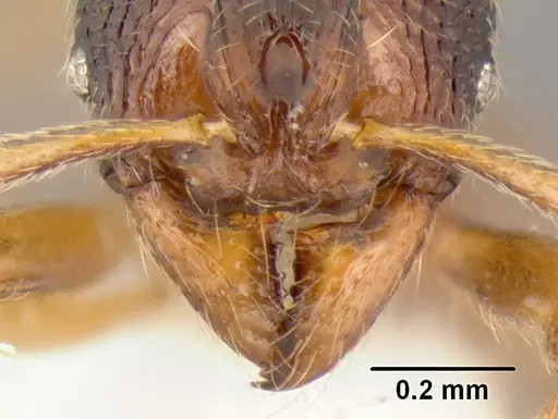 Stenamma hojarasca specimen CASENT0622132 image casent0622132_3