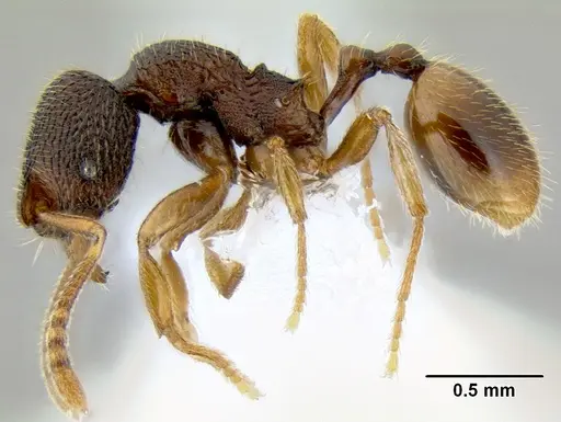Stenamma hojarasca specimen CASENT0622132 image casent0622132_4