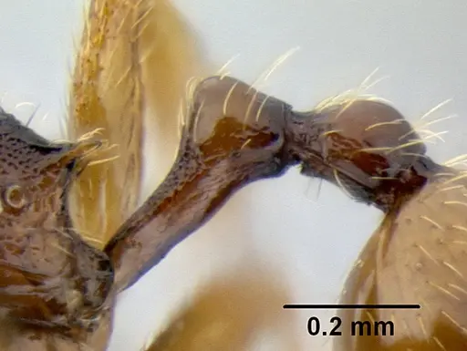Stenamma hojarasca specimen CASENT0622132 image casent0622132_5