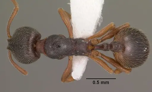 Stenamma huachucanum specimen CASENT0104470 image casent0104470_1