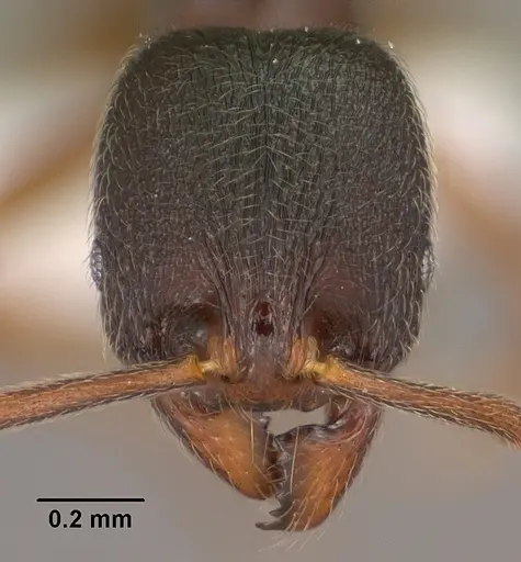 Stenamma huachucanum specimen CASENT0104470 image casent0104470_2