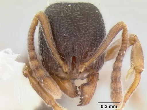 Stenamma huachucanum specimen CASENT0105666 image casent0105666_2