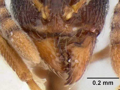 Stenamma huachucanum specimen CASENT0105666 image casent0105666_3
