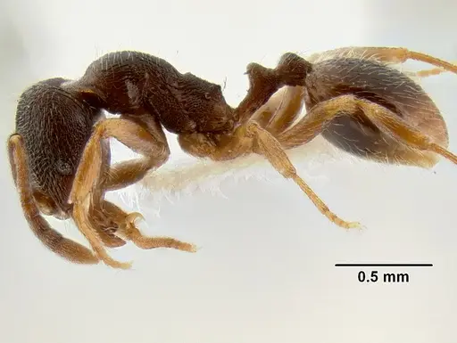 Stenamma huachucanum specimen CASENT0105666 image casent0105666_4