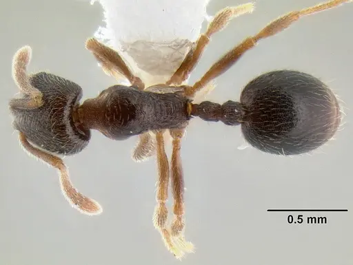 Stenamma huachucanum specimen CASENT0126215 image casent0126215_1