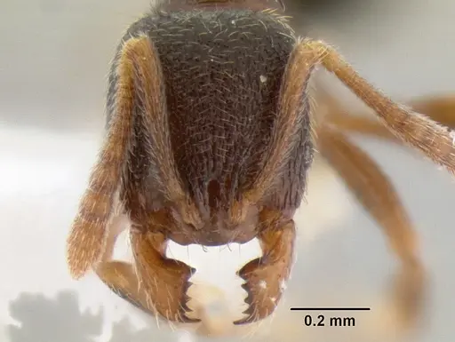 Stenamma huachucanum specimen CASENT0126215 image casent0126215_2