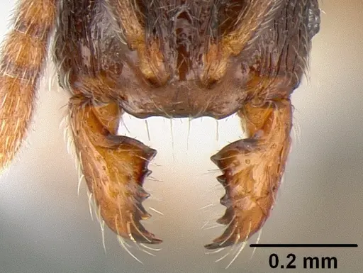Stenamma huachucanum specimen CASENT0126215 image casent0126215_3
