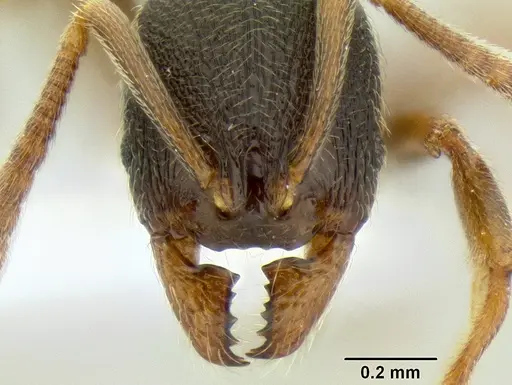 Stenamma huachucanum specimen CASENT0126554 image casent0126554_1