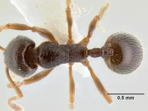 Stenamma huachucanum specimen CASENT0126556 image casent0126556_1