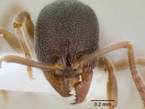 Stenamma huachucanum specimen CASENT0126556 image casent0126556_2