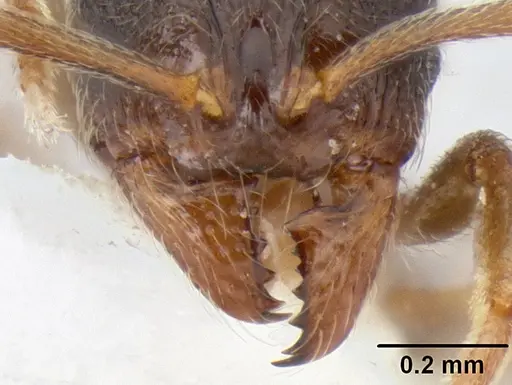 Stenamma huachucanum specimen CASENT0126556 image casent0126556_3