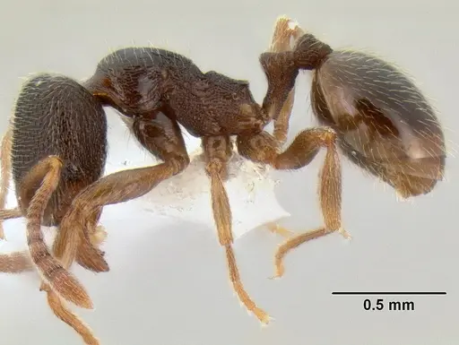 Stenamma huachucanum specimen CASENT0126556 image casent0126556_4