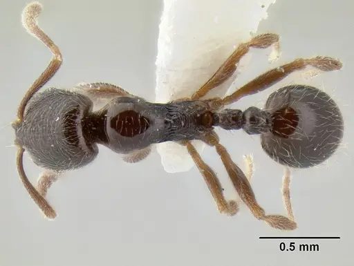 Stenamma huachucanum specimen CASENT0126566 image casent0126566_1