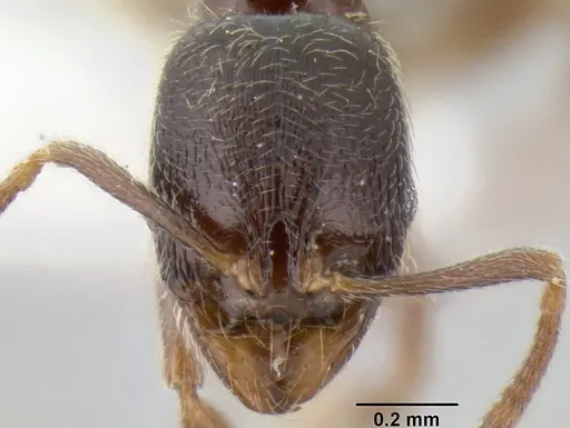 Stenamma huachucanum specimen CASENT0126566 image casent0126566_2