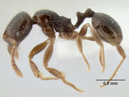 Stenamma huachucanum specimen CASENT0126566 image casent0126566_3