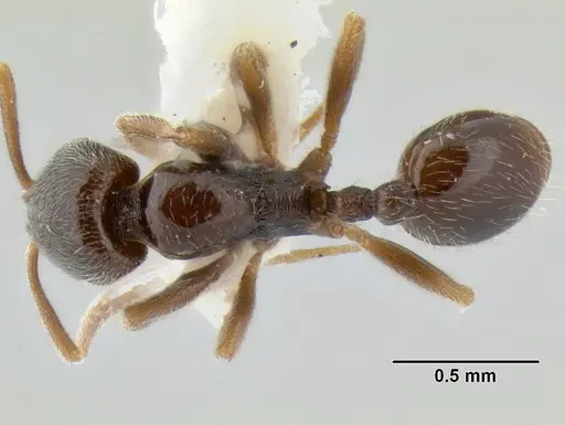 Stenamma huachucanum specimen CASENT0126583 image casent0126583_1