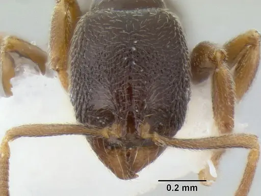 Stenamma huachucanum specimen CASENT0126583 image casent0126583_2