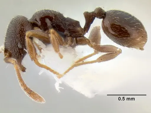 Stenamma huachucanum specimen CASENT0126583 image casent0126583_3