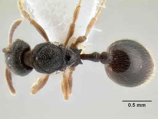 Stenamma huachucanum specimen CASENT0600094 image casent0600094_1