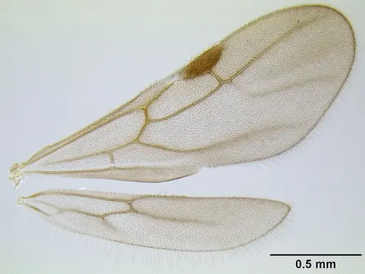 Stenamma huachucanum specimen CASENT0600094 image casent0600094_3