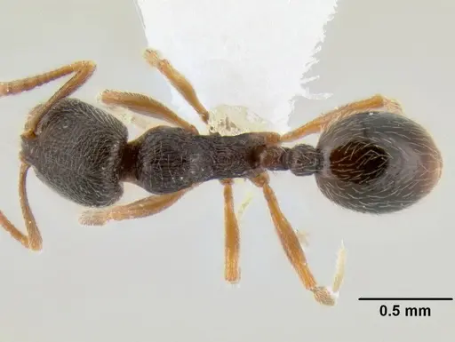 Stenamma huachucanum specimen CASENT0600124 image casent0600124_1