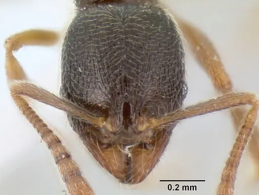 Stenamma huachucanum specimen CASENT0600124 image casent0600124_2