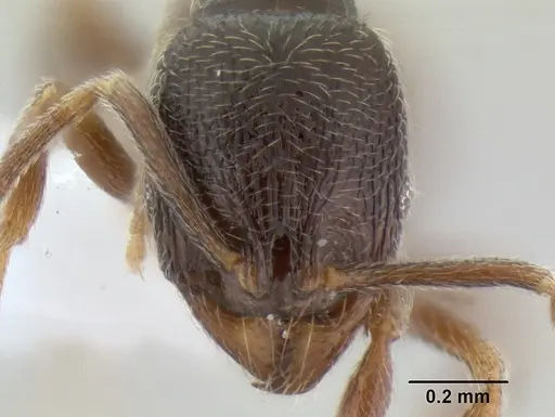 Stenamma huachucanum specimen CASENT0604596 image casent0604596_2