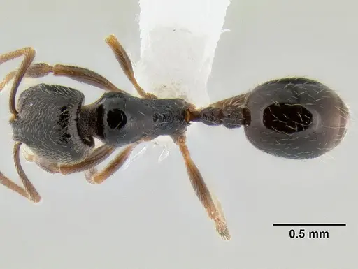 Stenamma huachucanum specimen CASENT0605412 image casent0605412_1