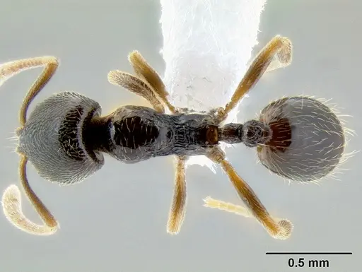 Stenamma huachucanum specimen CASENT0605616 image casent0605616_1