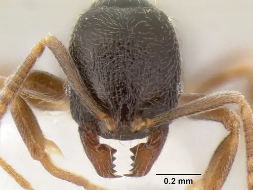 Stenamma huachucanum specimen CASENT0605616 image casent0605616_2