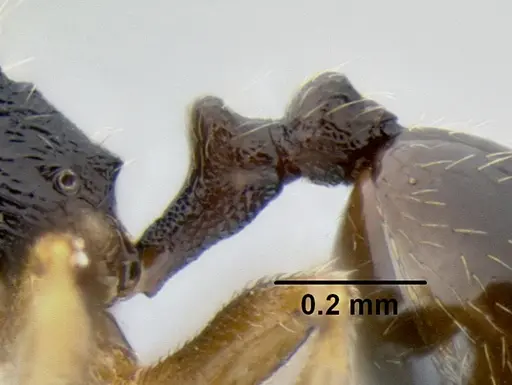 Stenamma huachucanum specimen CASENT0605616 image casent0605616_4