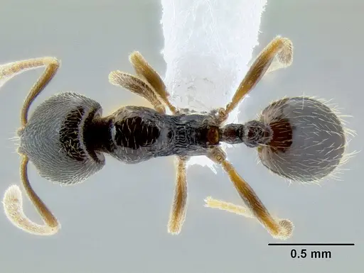 Stenamma huachucanum specimen CASENT0605647 image casent0605647_1