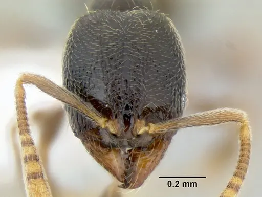 Stenamma huachucanum specimen CASENT0605647 image casent0605647_2
