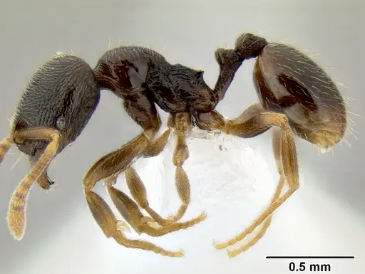 Stenamma huachucanum specimen CASENT0605647 image casent0605647_3