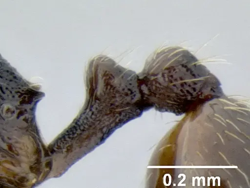 Stenamma huachucanum specimen CASENT0605647 image casent0605647_4