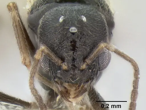 Stenamma huachucanum specimen CASENT0605659 image casent0605659_2